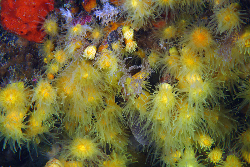 Leptopsammia pruvoti